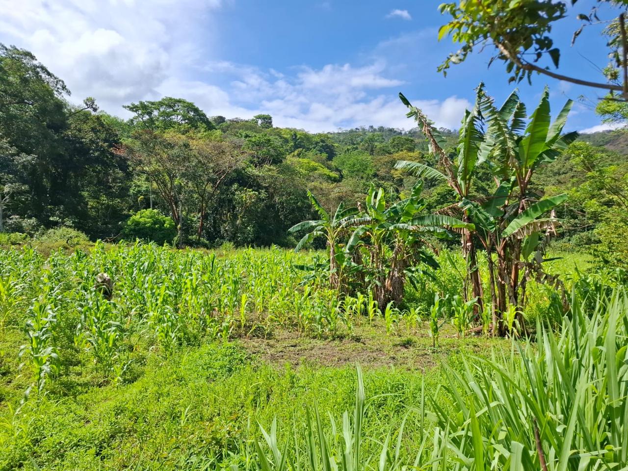 COMAYAGUA, COMAYAGUA
